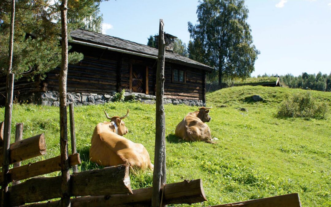 Dyrevelferd og ansvarlig ferdsel